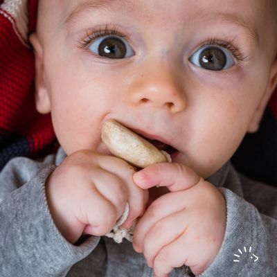 Veilchenwurzel Iris Germanica